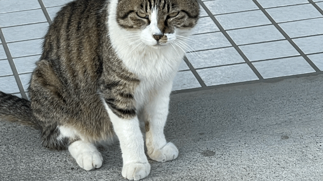 【ほのぼの日記通信♡第351号】かわいい猫がお出迎え♡