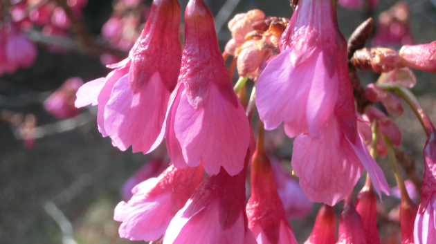 「寒緋桜(カンヒザクラ)」...いつもと違うカメラで撮りました。メーカーが違うのに設定方法を確認していなかったので、オートではなく違うモードで撮っていました。