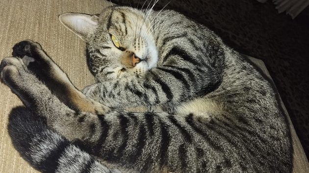 今月のご眷属様は龍