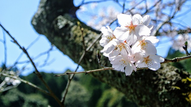 11月26日の風～ココナラ☆瀬織津姫様の桜・雲・宇宙便り第72号
