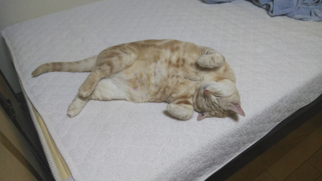 新たな猫草に挑戦中