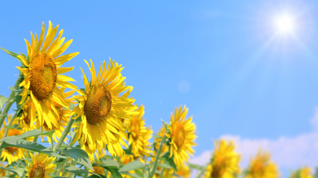 8月の吉日！力強い夏のエネルギーと大開運日を味方に、願いを叶えましょう！