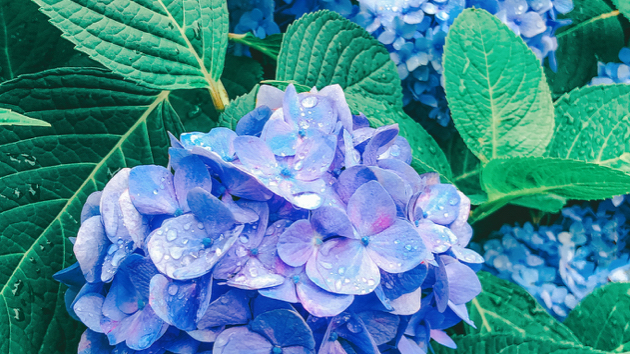 Ronald ココナラブログ実施中ブログ一覧 Coconalaブログ