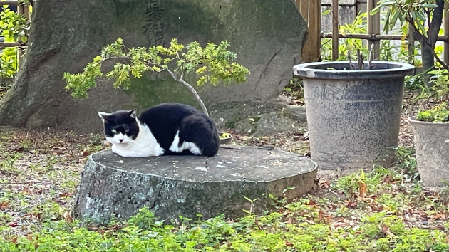 カバー画像
