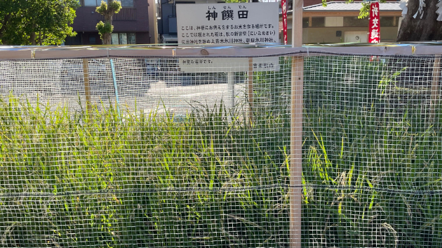 第59回　日盤吉方取り…鎮守氷川神社（埼玉県川口市）