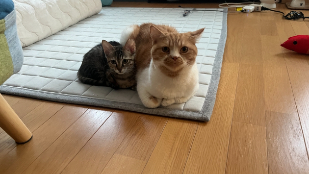 カバー画像