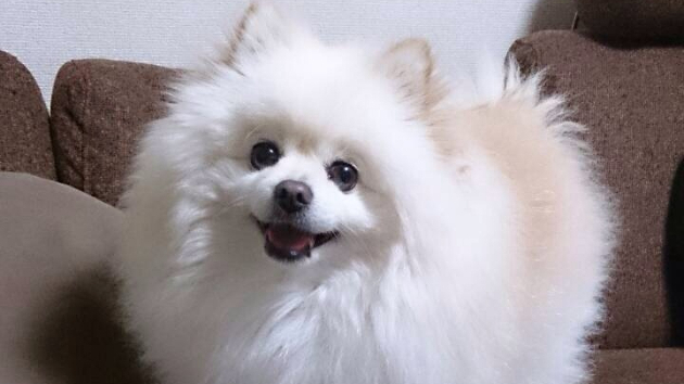 初めての動物との対話