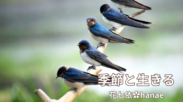 カバー画像