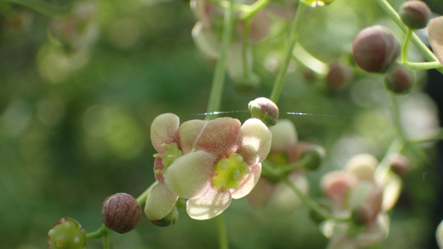 ツリバナ（吊花）...Googleの画像検索候補より。