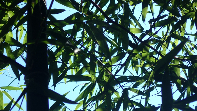 竹(２)