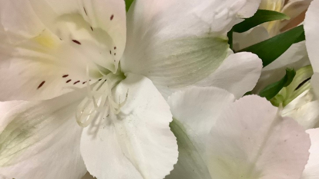 私の部屋には現在「アルストロメリア」があります。花言葉は「持続」「未来への憧れ」「エキゾチック」などです。