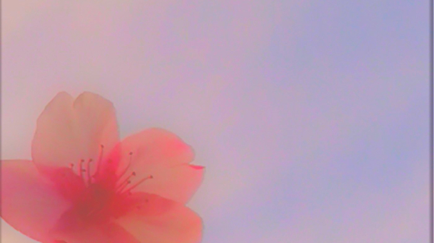 夢見る桜風景