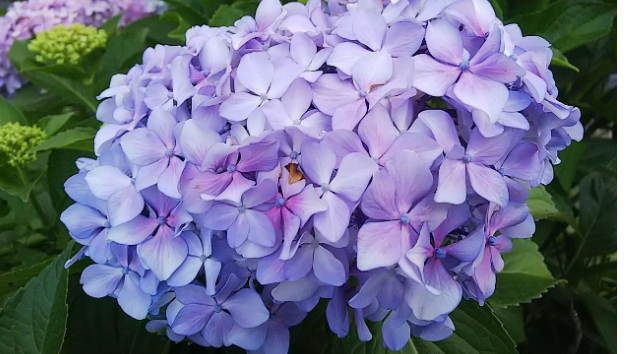 今年の紫陽花～其の壱～
