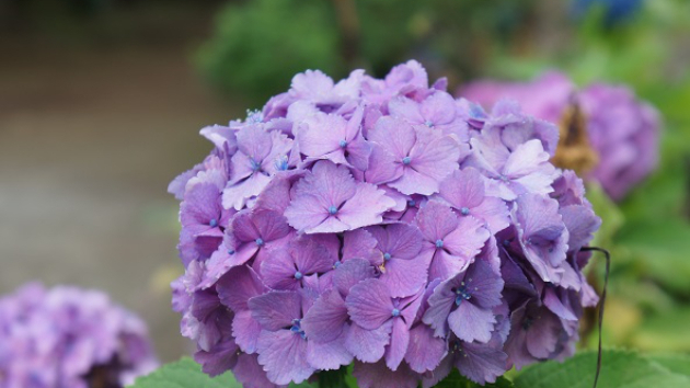 ☆紫陽花☆