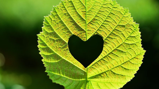 素敵な恋人 パートナーを引き寄せる法則 Part 1 カウンセラー きたがわ Coconalaブログ