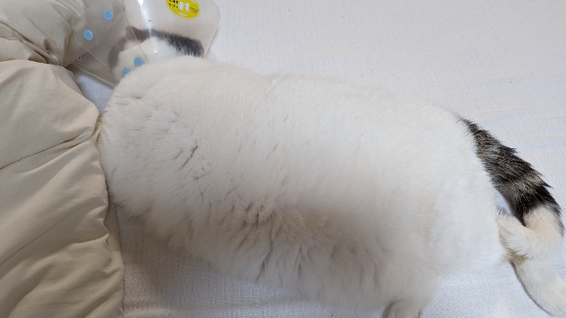 カバー画像