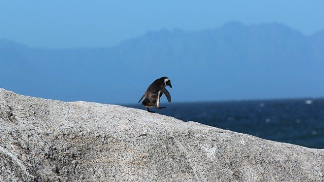 ファーストペンギン タグに該当するブログ一覧 ココナラブログ