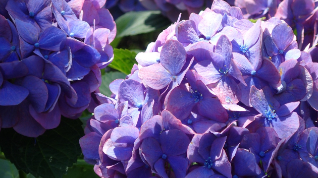 紫陽花(アジサイ)