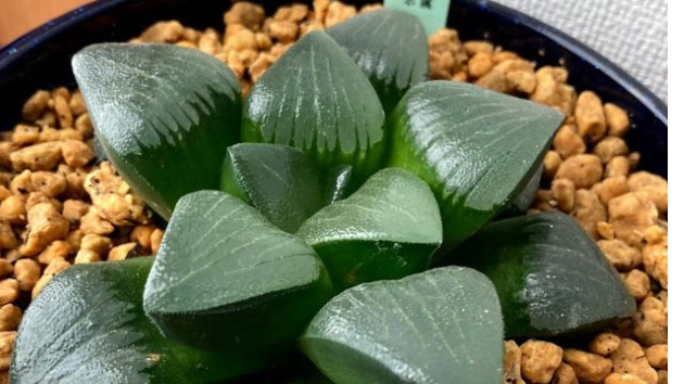 ハオルチア 葉挿し苗セット ふりまわし