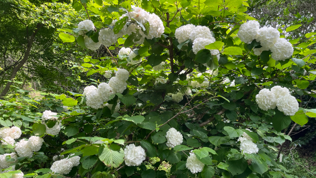 造花の花４〜借りてる自分