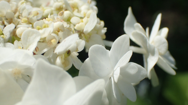 紫陽花(白)