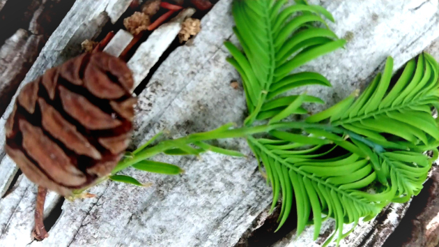 植物の根は・・腐ってしまった部分を切って・・再生を図る・・ことがある・・ほっておくと・・その植物が枯れてしまうから・・・原因は・・水のやりすぎだったり、管理が程よくなかったり・・だが・・人の運びでも・・この縁はこのままだと・・と思う事がある・・自浄作用がないというか・・という場合はやはり・・一旦リセットという方法・・新たな展開を起こす・・環境・・人脈作り・・とアクションを起こす必要性を思い浮かべて・・しまう