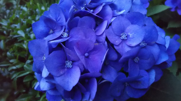 今年の紫陽花～其の参～