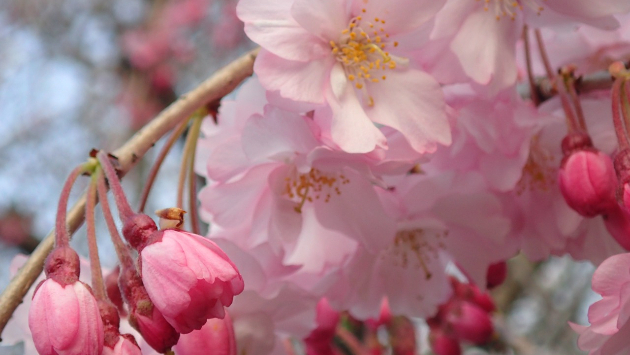 しだれ桜　2/2