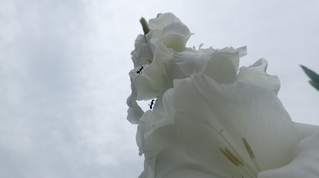 「グラジオラス」...花の写真を撮るようになってびっくりするのは、蟻ってこんなところまで登ってくるんだって思うこと。