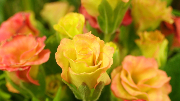  「プリムラ」かなぁ。と思います。...寄せ植えの中にあったので写真に撮りました。園芸品種が多数あるようで、花の形もいろいろあるようです。