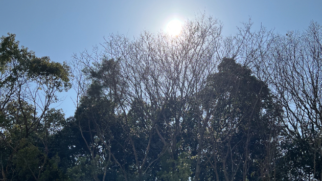 花粉症