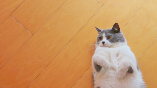 カバー画像
