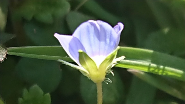 香りの癒し