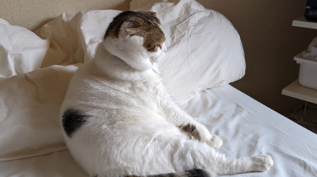カバー画像