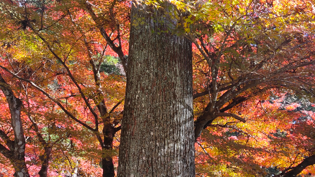 カバー画像