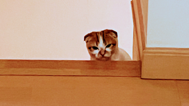 カバー画像