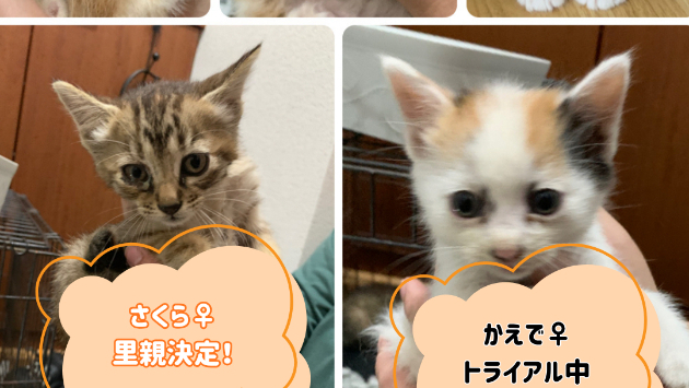 【実録】1カ月で8匹全員に応募殺到！最速で保護猫の里親さんを見つける「募集文」の秘密
