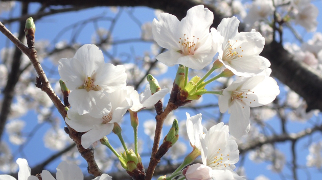 桜