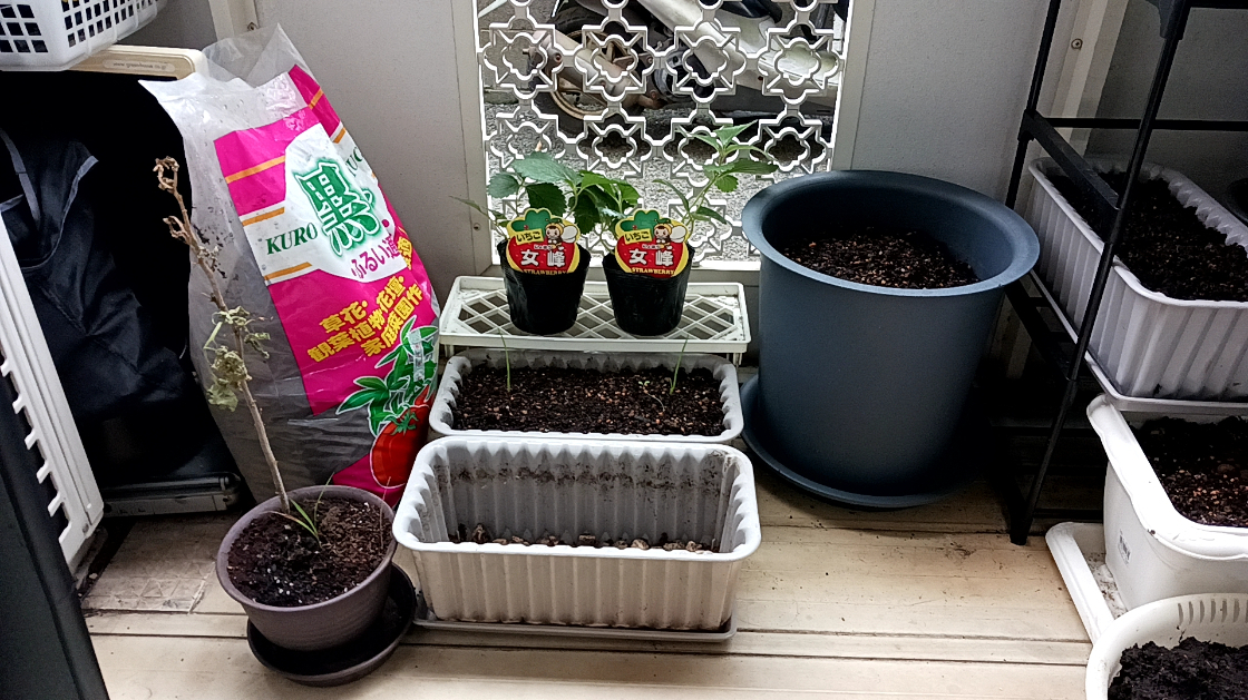 (;´ω`)　イチゴはたくさん植えてもいいよといわれました