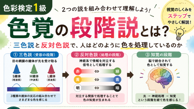 【色彩検定1級】色覚の段階説とは？三色説と反対色説をわかりやすく解説
