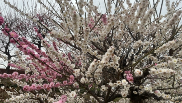 造花の花８〜引き継ぎしたい役