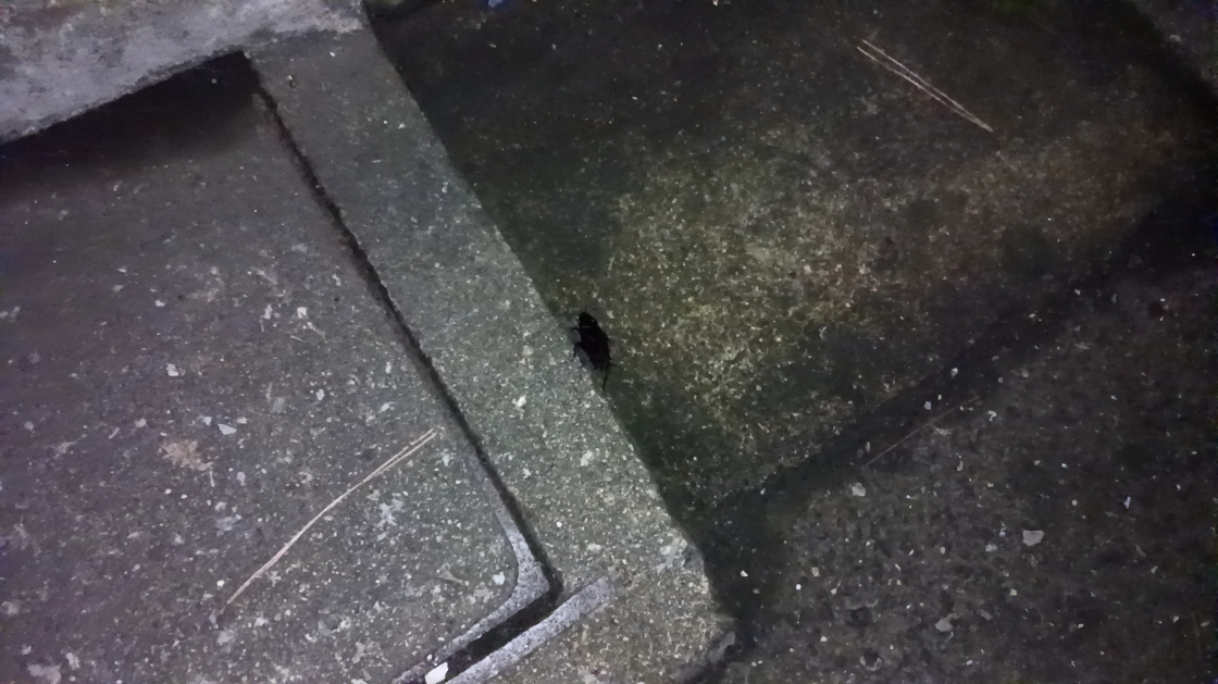 というわけでやっと反撃する気になったおまけちゃん