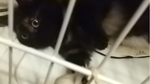 引き寄せタロット