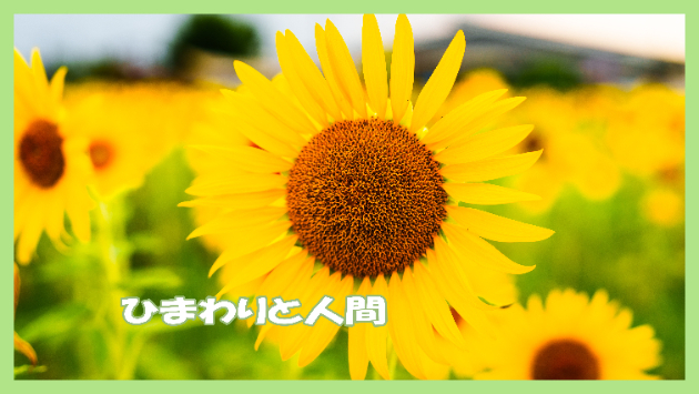 ひまわりと人間