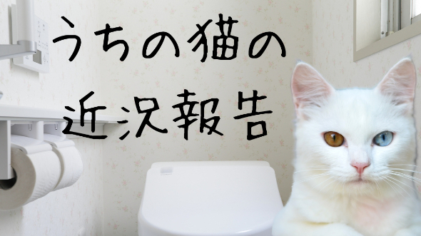 うちの猫の近況報告