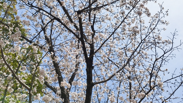 カバー画像