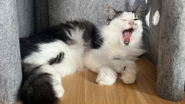 猫に癒される　その１