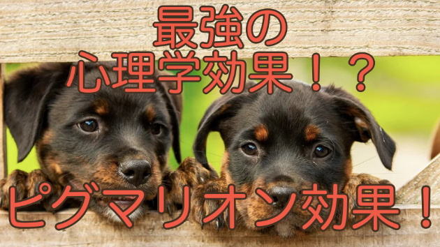 成績を上げる人が使っているピグマリオン効果とは？