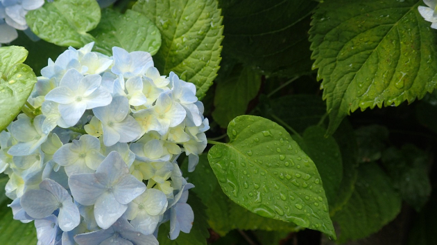 紫陽花