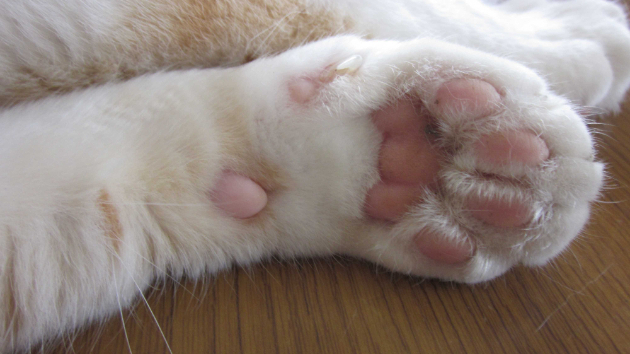 動物はパートナー